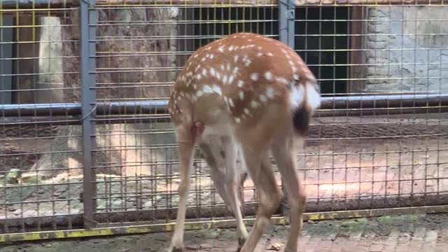 Brave Sika Deer