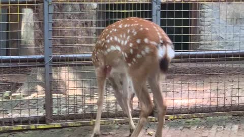 Brave Sika Deer