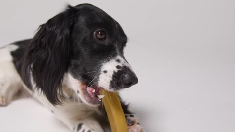 Tracking Shot of Dog Eating Treat