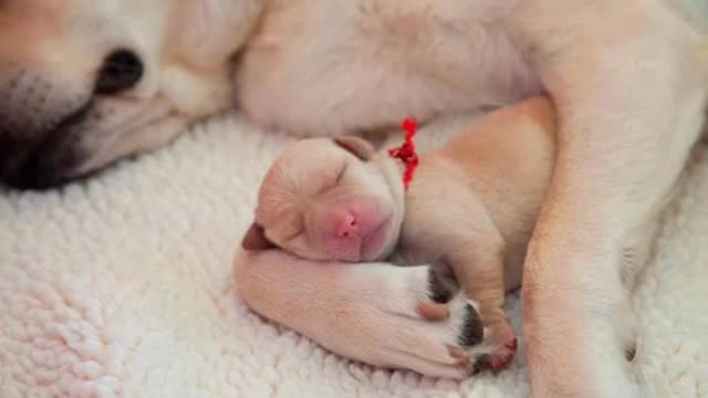 Dog and newborn baby