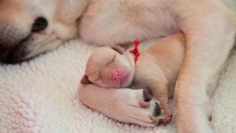 Dog and newborn baby