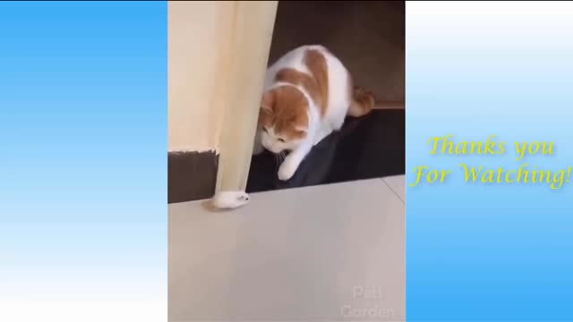 Cute cats cute pets
