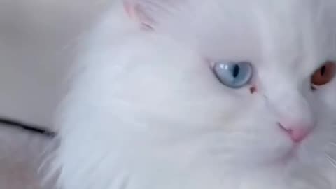 very beautiful cat