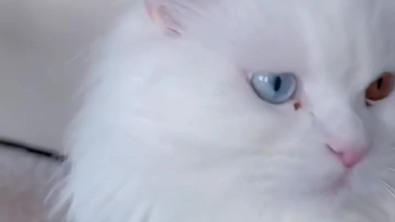 very beautiful cat