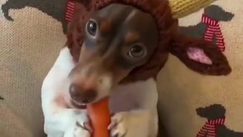 Funny Dogs And Cats Videos 2023 😅👌