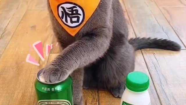 #Funniest​ Animals Real 😹 - Best Of The 2021 #Funny​ Animals Videos