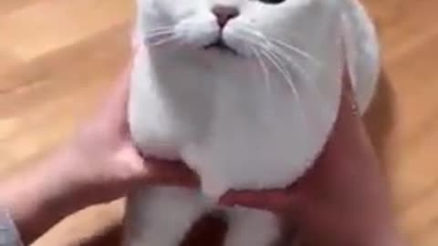 Funny Cat Videos