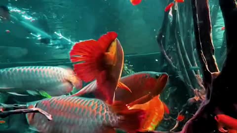 Observe the condition of this arowana every day