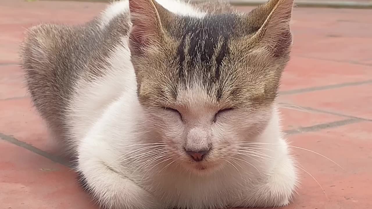 My little cat is enjoying her wonderful moments