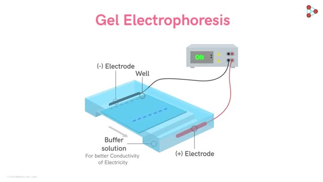 GEL ELECTROTHESIS ???1