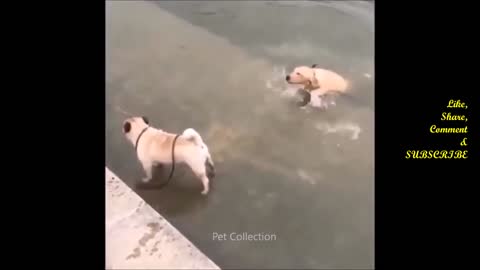 Cute And Funny Dog