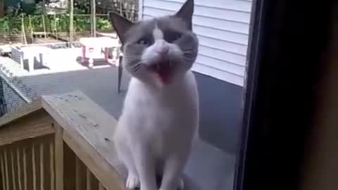 A CAT YELLING- AMAZING