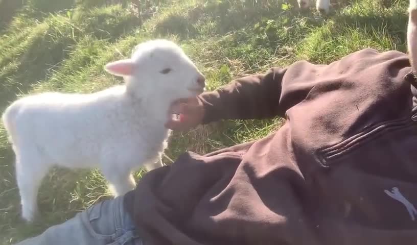 Cute Lamb Needs Attention