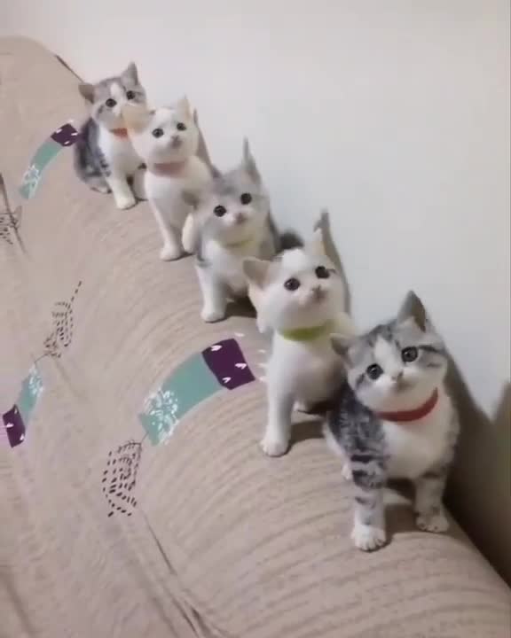 Cats dance to the music