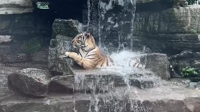 A tiger who enjoys life