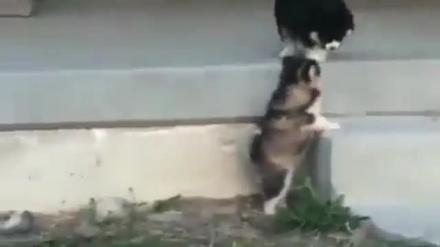 The newly born dog wanted to go up to find its brother, but unfortunately couldn't jump up.