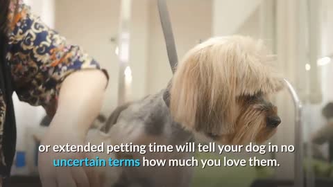 The sweet ways to say I love you in dog language