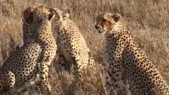 CHEETA FAMILY IN WILD