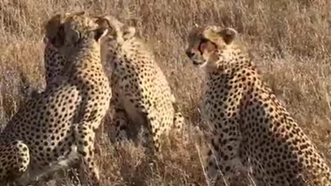 CHEETA FAMILY IN WILD