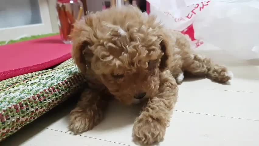 Baby puppy is eating a snack, Dog latte as a child