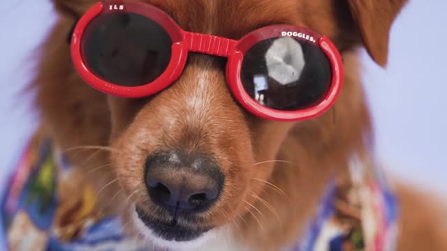 Coolest dog ever