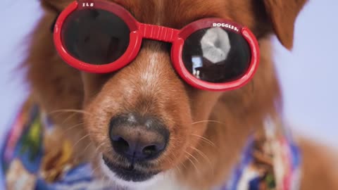 Coolest dog ever
