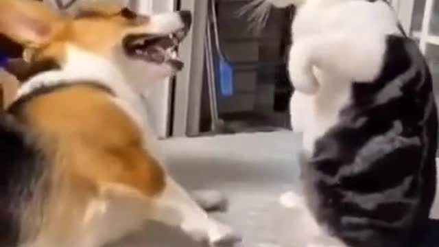 Dog vs Cat WWE