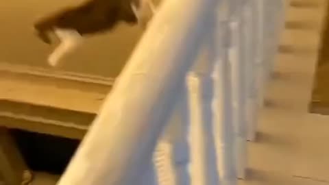 Funny videos of the world's best animals 👉 Follow please