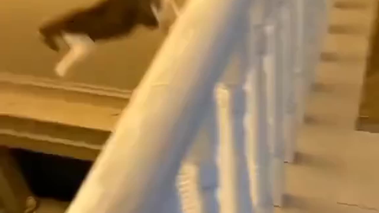 Funny videos of the world's best animals 👉 Follow please