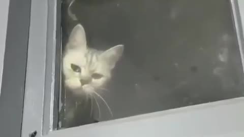 A cat angry with his master