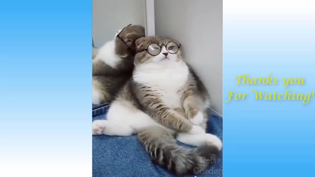 Cute cats and funny dogs vedios compilation.