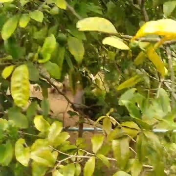 Aquela sinfonia da roça, tranquilidade, paz, calmaria #Shorts