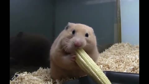 Lovely little hamster