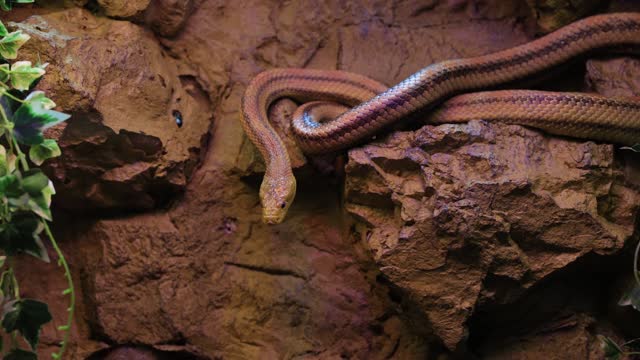Check out this SNAKE ON the rock
