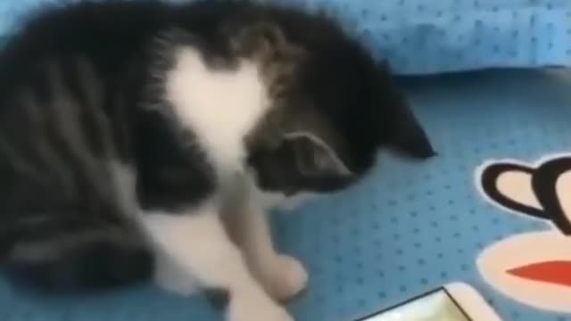 Super cute cat 🐱 playing game on mobile phone