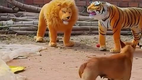 Troll Prank Dog Funny & fake Lion and Fake Tiger Prank To dog & Huge Box Prank to dog