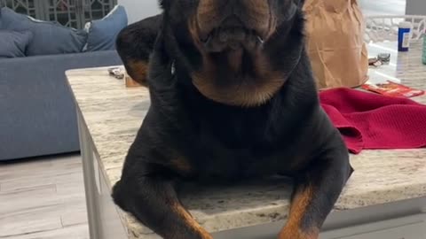 Cute little black dog