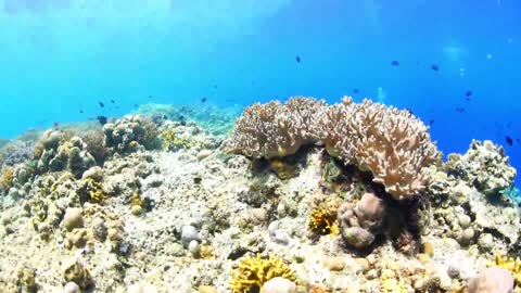 beautiful underwater world beautiful coral