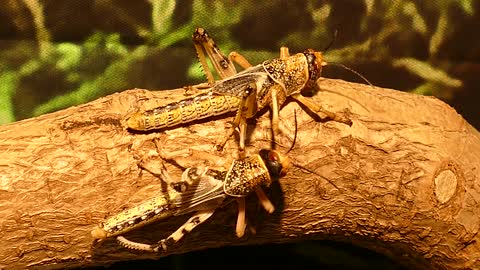 Close-Up View Of Two Grasshoppers