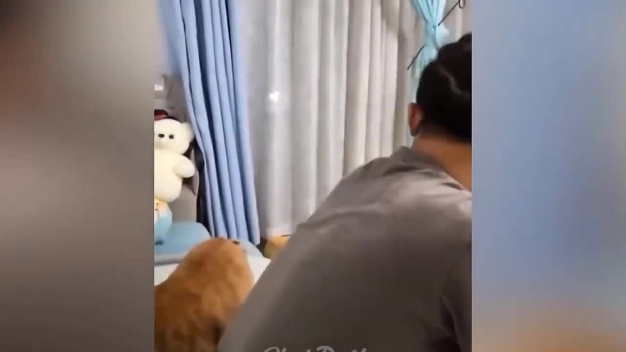 AWESOME SO CUTE CAT! CUTE AND FUNNY CAT VIDEO TO KEEP YOU SMILING! 🤡