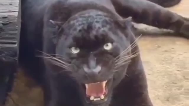 The black jaguar, the black jaguar videos