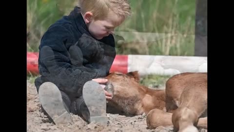 A Boy And His Foals