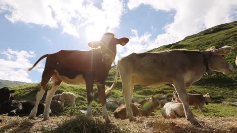 A lot of cows are eating the grass