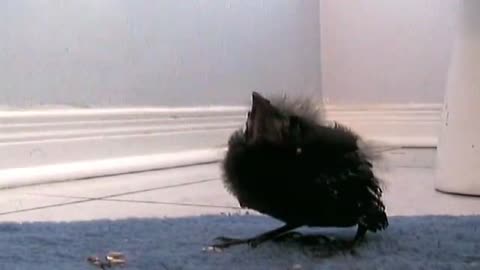 BIRD DANCE