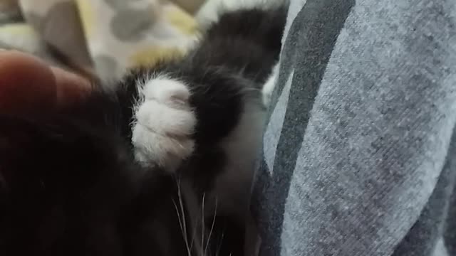 A kitten that fainted from sleep on my hand.