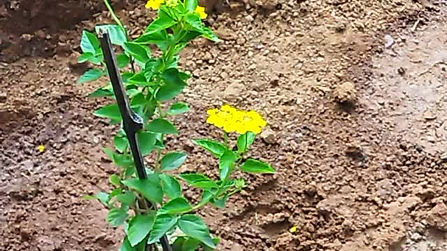 HummingBird Moth on its eternal quest for nectar