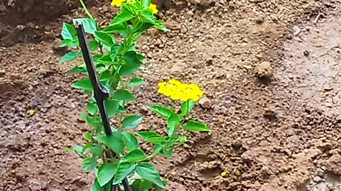 HummingBird Moth on its eternal quest for nectar