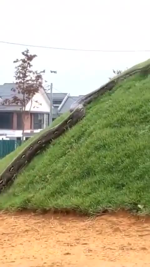 Look at the size of it.😧