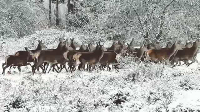 Beautiful animals team run in jungle