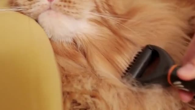 Cute Cat Brushing